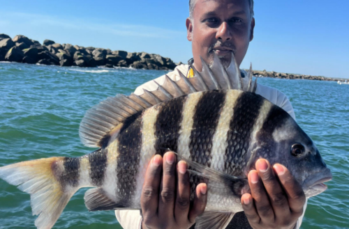 December Fishing in New Smyrna Beach: Cool Temps, Hot Drum & Sheepshead Action